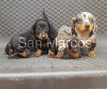 Perros salchicha bebes