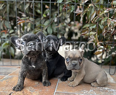 Bulldog Frances Cachorros puros