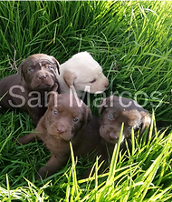 Cachorros Labrador Retriever