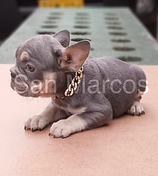 cachorros en venta Bulldog Frances