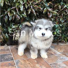Alaska Malamute puro