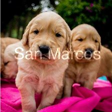 Cachorros Golden Retriever pueros
