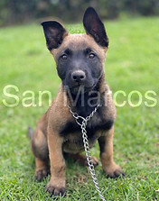 Pastor Belga Malinois