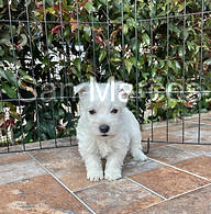 West Highland white terrier