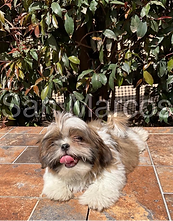 Shih Tzu bebe