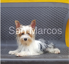 Biewer Terrier