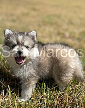 Pomsky
