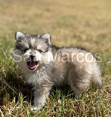 Pomsky