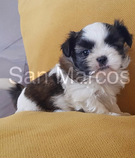 Venta de perros Shih Tzu
