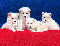 Samoyedo puro