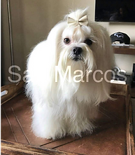 Bichon Maltes