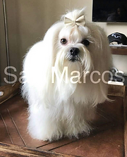 Bichon Maltes puro