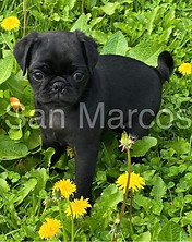 perro Pug