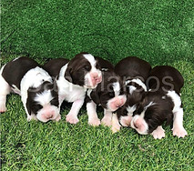 Springer Spaniel