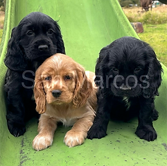 Cocker Spaniel cachorros en venta
