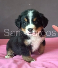Cachorro Bernes De La Montaña en venta