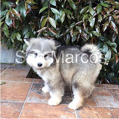 Cachorro puro Alaska Malamute 