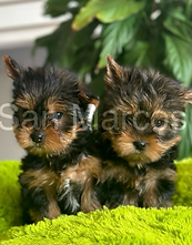 Yorkshire Terrier perritos en venta