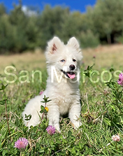 Pomsky