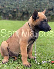 Pastor Belga Malinois