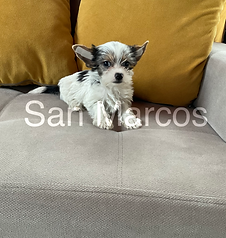 Biewer Terrier