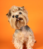 lovely-pet-portrait-isolated.jpg