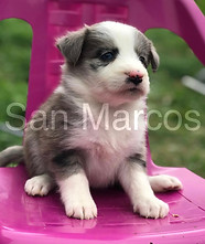 Border Collie