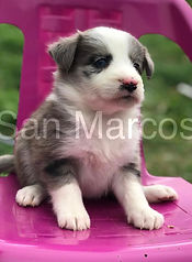 Border Collie