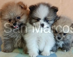 Pomerania