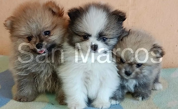 Pomerania