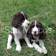 Springer Spaniel