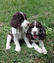 Springer Spaniel