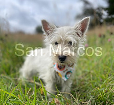 West Highland White Terrier
