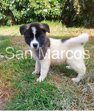 Akita americano