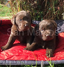 Labrador Retriever