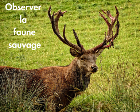 Accompagnateur montagne guide bellevaux lac de vallon faune animal