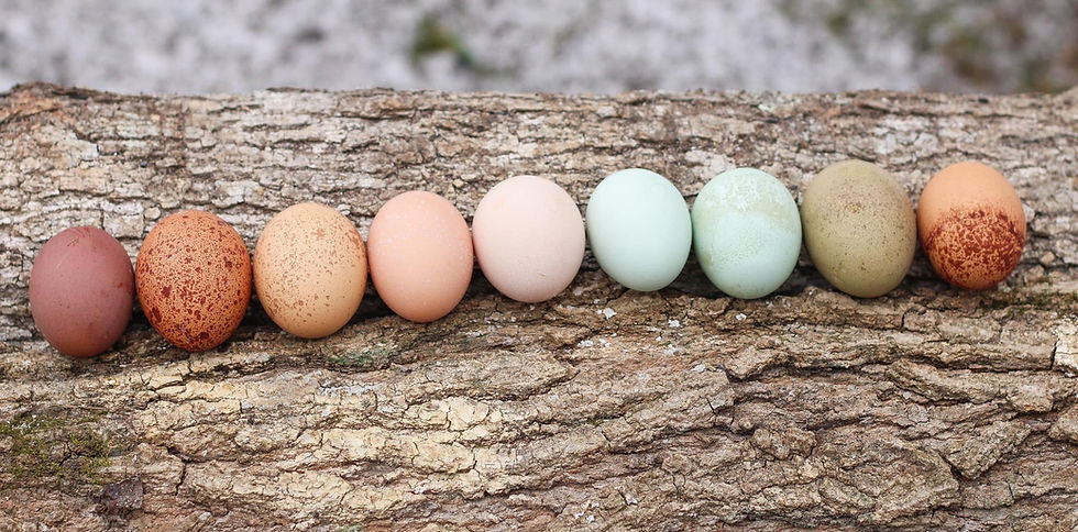 Thumbnail: Rainbow Egger Hatching Eggs-SHIPPING NOT AVAILABLE 