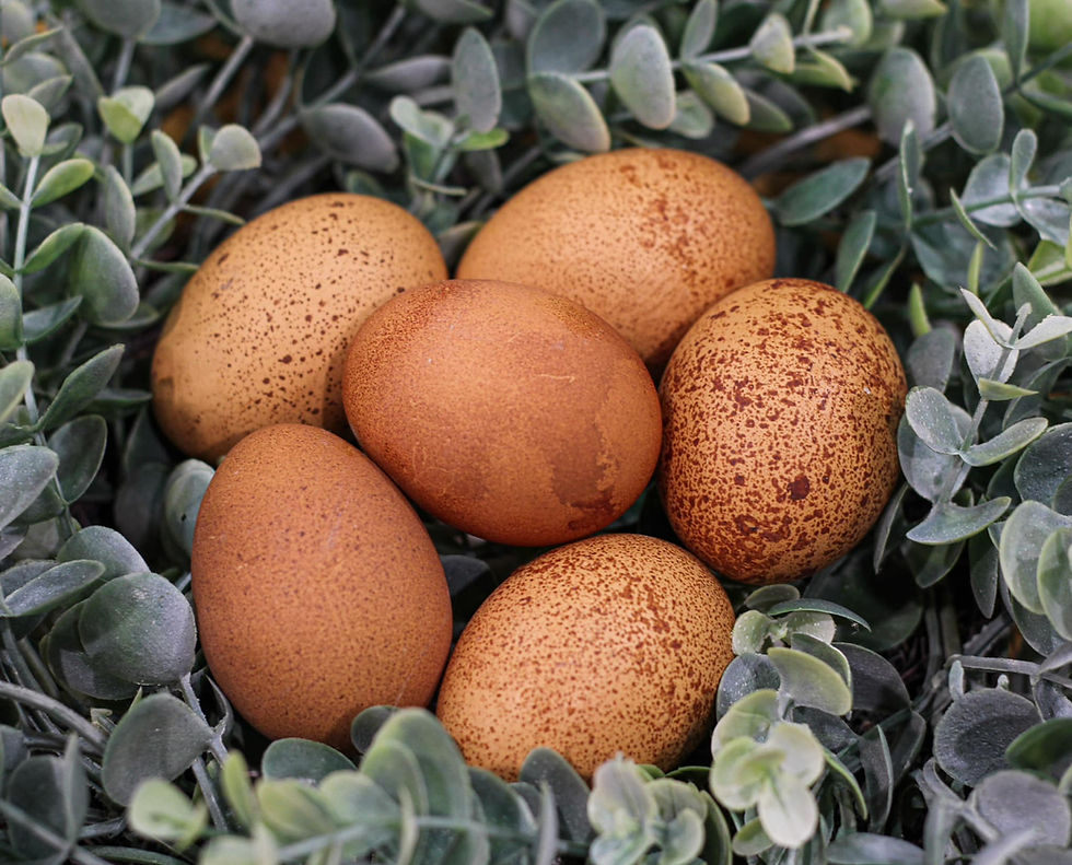 Thumbnail: Black Copper Maran Hatching Eggs-SHIPPING NOT AVAILABLE 