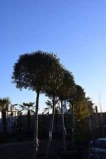 DSC_1234.JPG