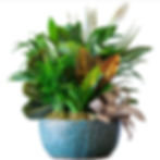 10” Ceramic Dish Garden with assorted green plants and peace lily in a decorative ceramic container with bow