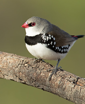 Diamon Firetail Finch Photo by JJ Harrison