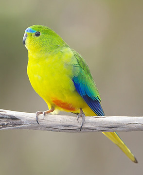 Orange-Bellied Parrot photo by JJ Harrison