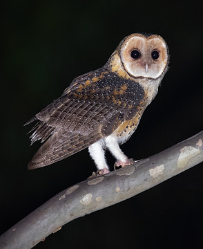 Masked Owl photo by JJ Harrison 