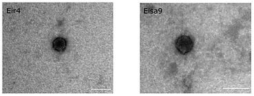 figure 1 upd (1).jpg