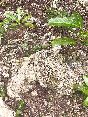 coral l_edited.jpg