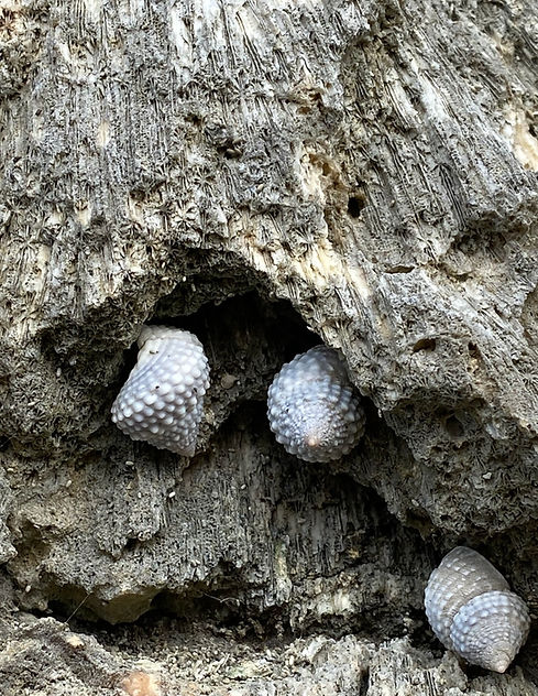 coral and snails sm.jpeg