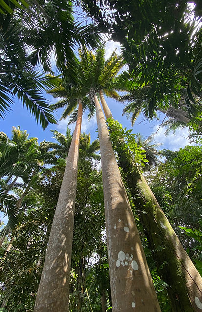 tall palms l.jpeg
