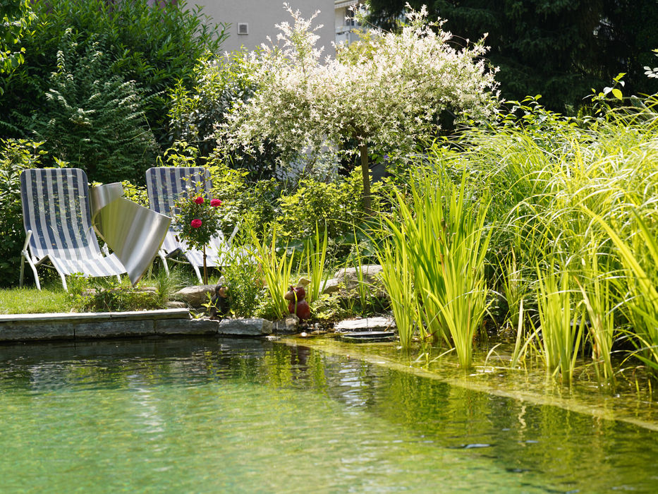 Schwimmteich mit dichter Uferbepflanzung, bequemen Liegestühlen und blühenden Sträuchern für eine erholsame Gartenatmosphäre.