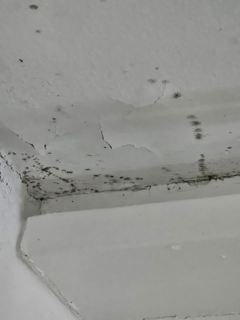 Schimmelspuren an der Wand nahe einer Fensterbank.