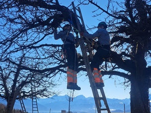 Lernende der Hänni Gartenbau AG beim sicheren Arbeiten und Obstbaumschnitt auf einer Leiter im Wintereinsatz.